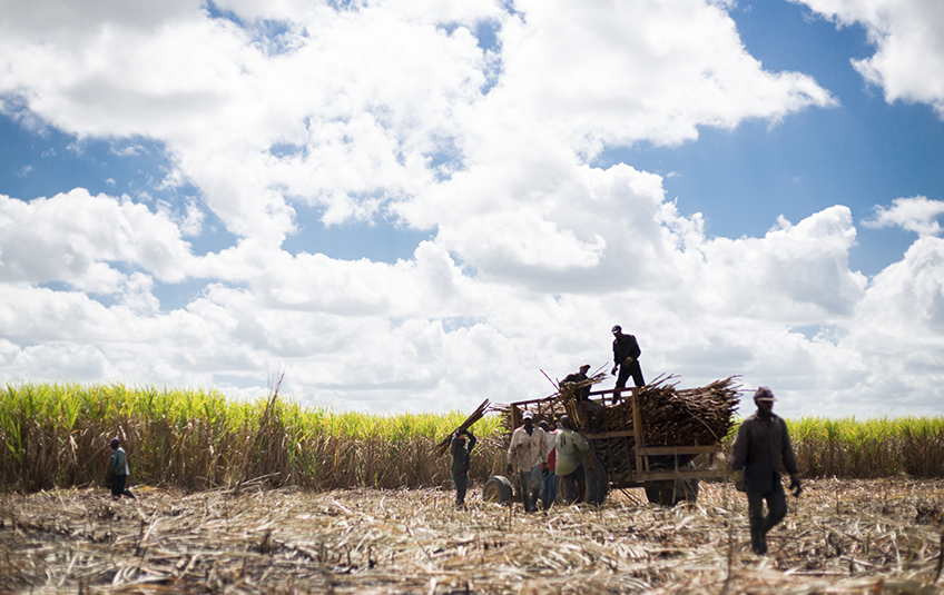 men working in a sugar cane field in Batey 106, Dominican Republic